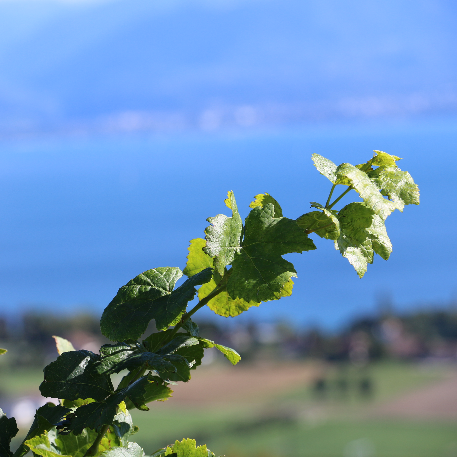 vendanges 2015 domaine la colombe