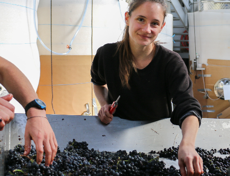 laura paccot colombe vendanges 2019