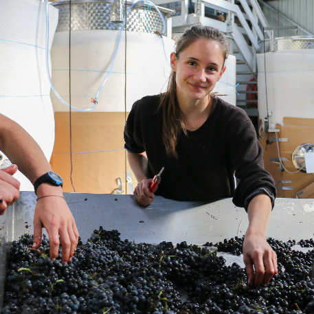 laura paccot colombe vendanges 2019