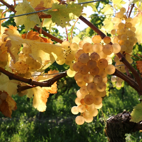 grappe chasselas lacolombe