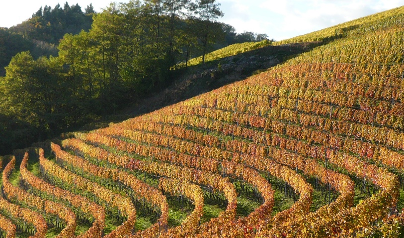 homepage_lacolombe_vignes