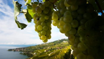 Ein Blick ueber die Weinberge von Lavaux und den Genfersee. Bild : Keystone