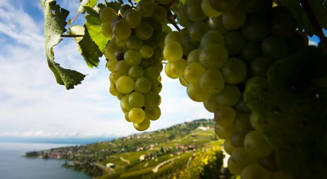 Ein Blick ueber die Weinberge von Lavaux und den Genfersee. Bild : Keystone