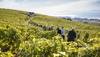 Paccot La Colombe - Conservatoire Mondial du Chasselas - La Cote - Petit Clos - par Marc Ducrest