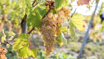 Paccot La Colombe - Conservatoire Mondial du Chasselas - La Cote - Petit Clos, grappe - par Marc Ducrest