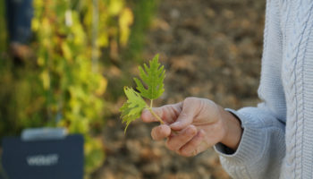 Paccot La Colombe - Conservatoire Mondial du Chasselas - La Cote - Petit Clos - par DominiqueDerisbourg.com (14) R