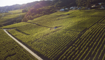 1 / 1 – Paccot La Colombe - Conservatoire Mondial du Chasselas - La Cote - Petit Clos - par Gionibek Kudaibergen (1)