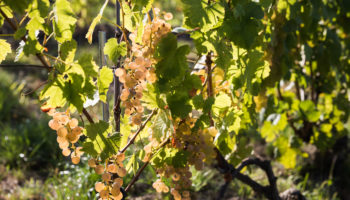 Conservatoire mondial du Chasselas - grappes - Marc Ducrest