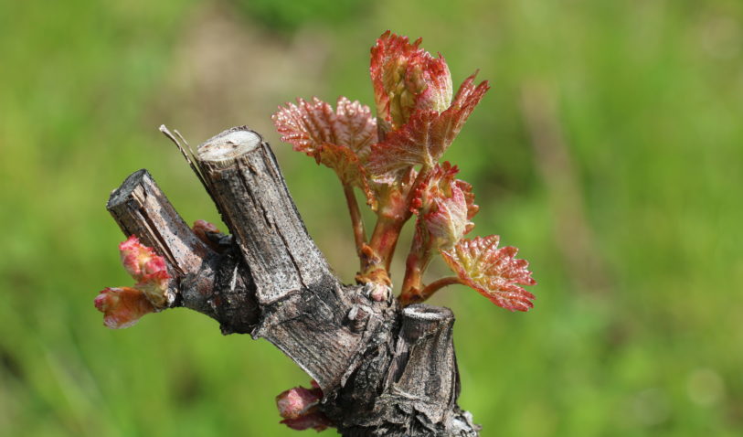ébourgeonnage chasselas